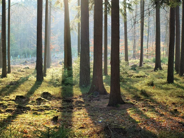 Pohled na lesní krajina — Stock fotografie