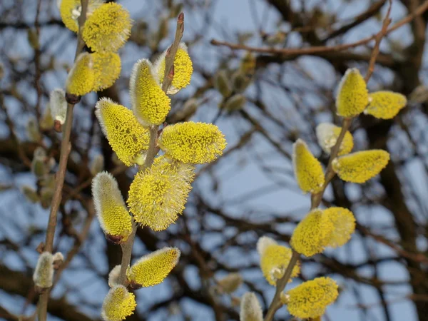 Blooming Goat Willow — Stock Photo, Image