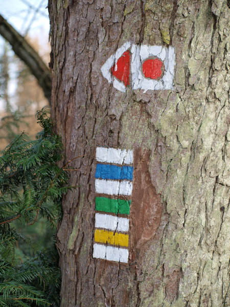 tourist signposting on the bark of a tree