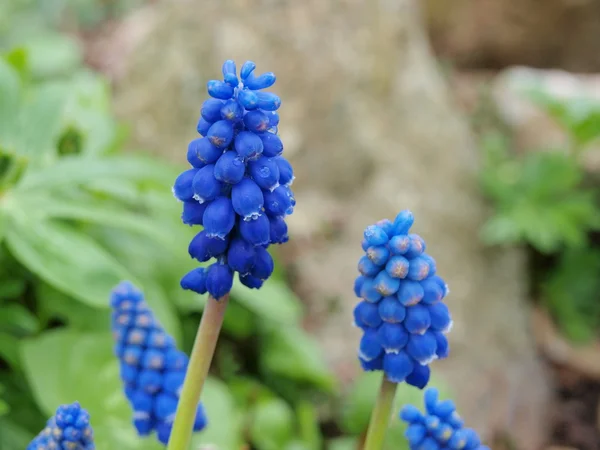 Grape hyacinth (Muscari Mill.) — Stock Photo, Image