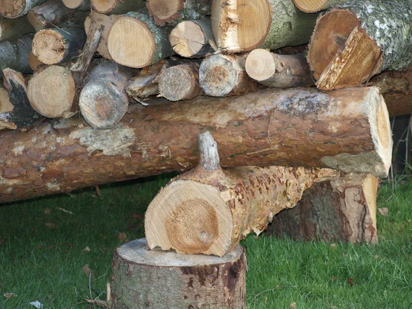 Logging, South Bohemia — Stock Photo, Image