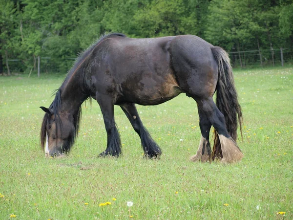 Irish Cob dans le pâturage — Photo