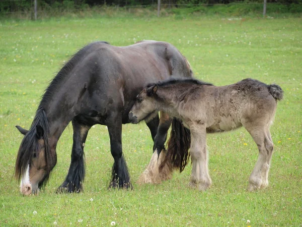 Irish Cob with foal in the pasture — Stock Photo, Image