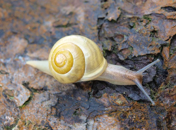 木の樹皮にカタツムリ — ストック写真