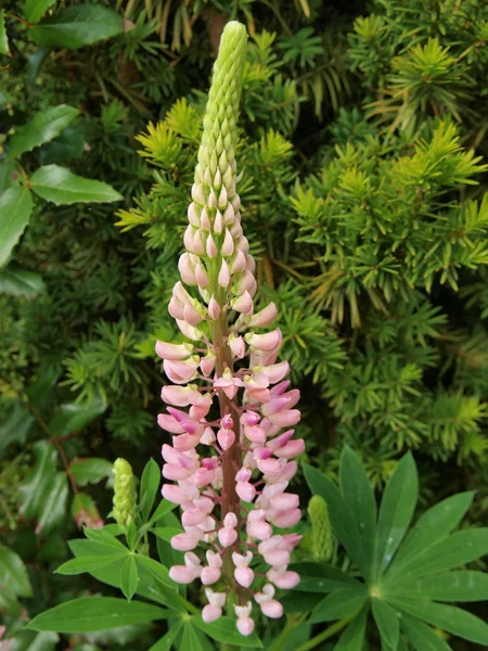 Detail flower, lupine (Lupinus), South Bohemia — Stock Photo, Image
