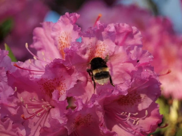 Bumblebee, çiçek ormangülü, Güney Bohemya