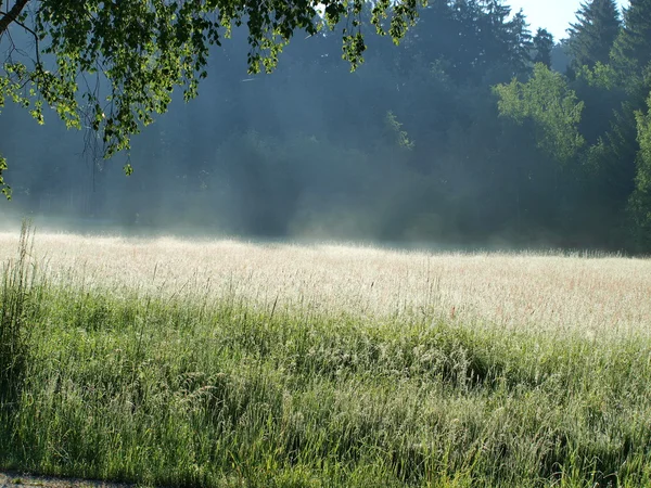 Blick auf eine sonnige Sommerwiese — Stockfoto