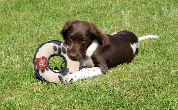 Munsterlander puppy, South Bohemia — Stock Photo, Image