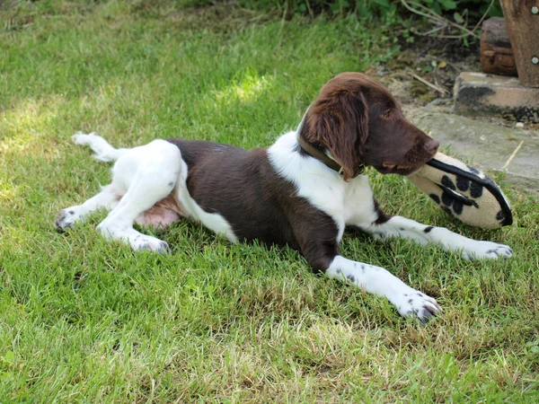 Munsterlander cachorro, Bohemia del Sur — Foto de Stock