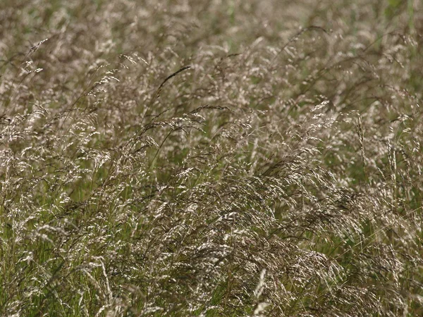 Grass flowers, South Bohemia — Stock Photo, Image