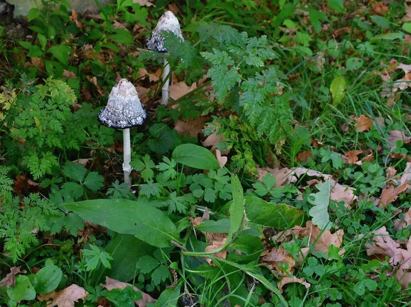 Utsikt Över Höstsvampar Södra Böhmen Tjeckien — Stockfoto