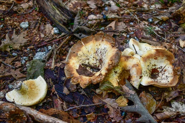 Vista Para Cogumelos Outono Sul Boémia República Checa — Fotografia de Stock
