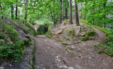 Orman yolu manzarası, orta Bohemya, Çek Cumhuriyeti