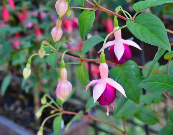 Fuksia Medium Sized Genus Thermophilic Plants Tend Look Semi Shrub — Stock Photo, Image