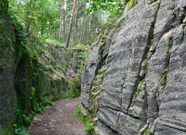 Camino Forestal Roca Bohemia Central República Checa — Foto de Stock