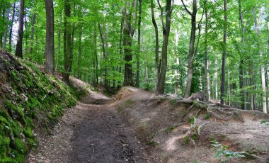 Orman yolu manzarası, orta Bohemya, Çek Cumhuriyeti