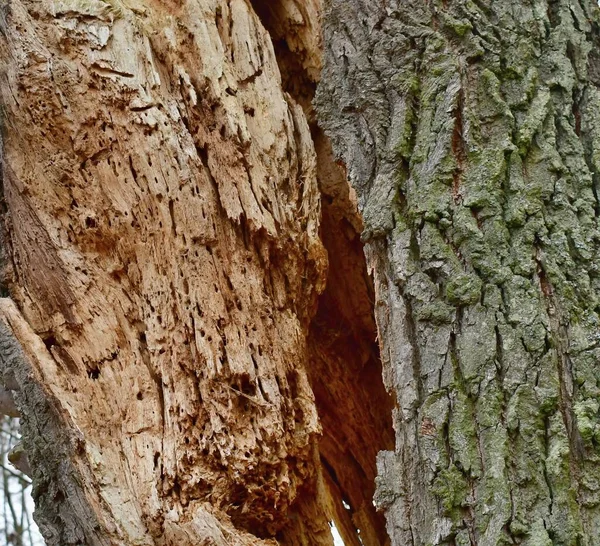 Структура Древесины Зараженной Насекомыми Южная Чехия — стоковое фото
