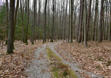 Orman yolu manzarası, Güney Bohemya, Çek Cumhuriyeti