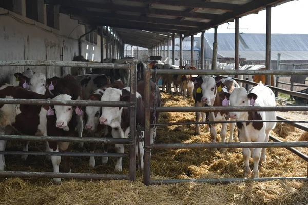 Vacas Jovens Curral Uma Grande Fazenda Boêmia Sul Boêmia Sul — Fotografia de Stock