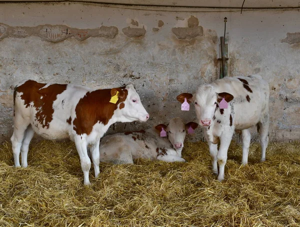 Vacas Jovens Curral Uma Grande Fazenda Boêmia Sul Boêmia Sul — Fotografia de Stock