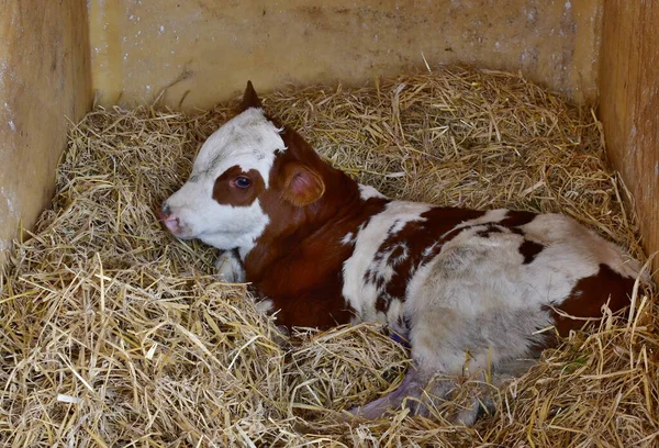 Calf Reared Straw Individual Outdoor Shed South Bohemia Czech Republic — Stock Photo, Image