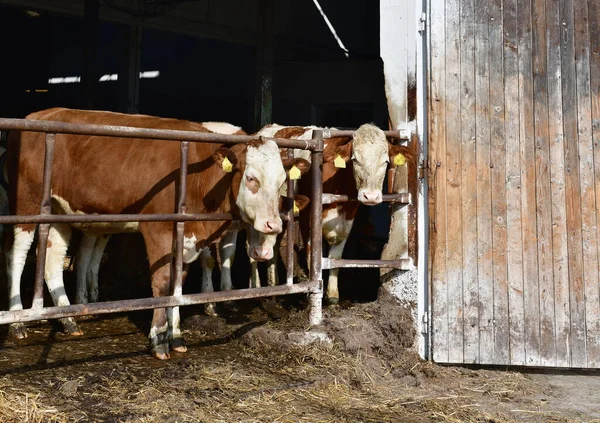 Vacas Jovens Curral Uma Grande Fazenda Boêmia Sul Boêmia Sul — Fotografia de Stock