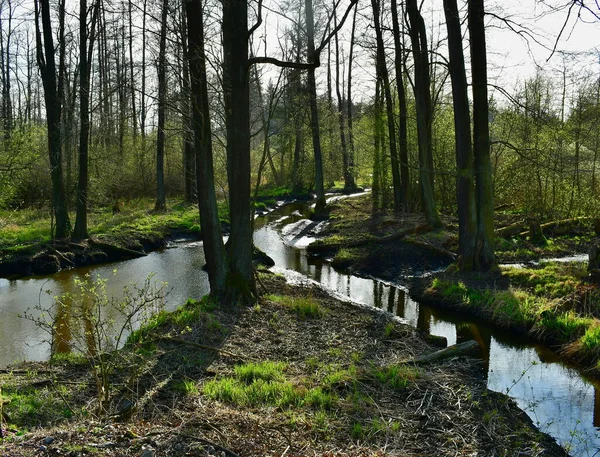 Paesaggio Primaverile Boemia Meridionale Repubblica Ceca — Foto Stock