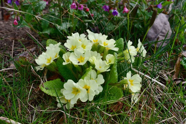 View Spring Flowers South Bohemia Czech Republic — Stock Photo, Image
