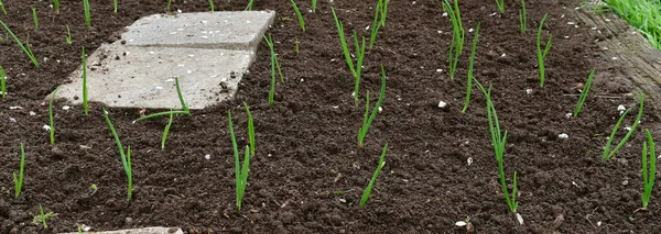 Spring Onion Plant South Bohemia Czech Republic — Stock Photo, Image