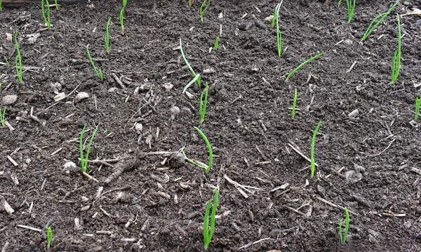 Spring Onion Plant South Bohemia Czech Republic — Stock Photo, Image