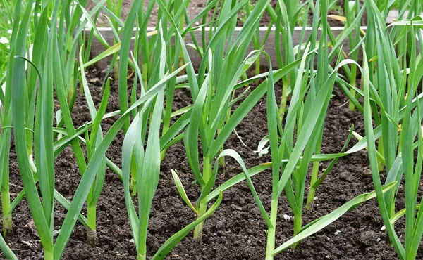 Spring Garlic Plant South Bohemia Czech Republic — Stock Photo, Image