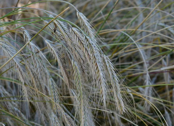 Rye Field Harvest Austria — Stock Photo, Image