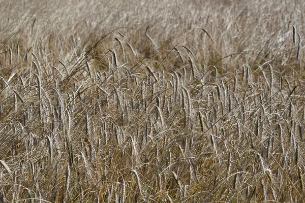 Rye Field Harvest Austria — Stock Photo, Image