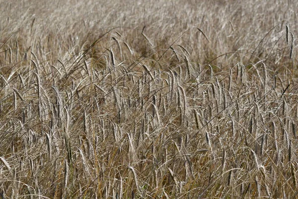 Campo Centeio Antes Colheita Áustria — Fotografia de Stock