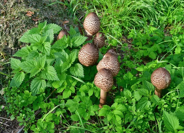 Vista Para Cogumelos Outono Sul Boémia República Checa — Fotografia de Stock