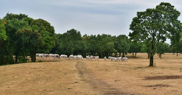 Lipizzaner Horses Pasture Wild Majestic Charming Lipica Stud Farm Slovenia — Stock Photo, Image