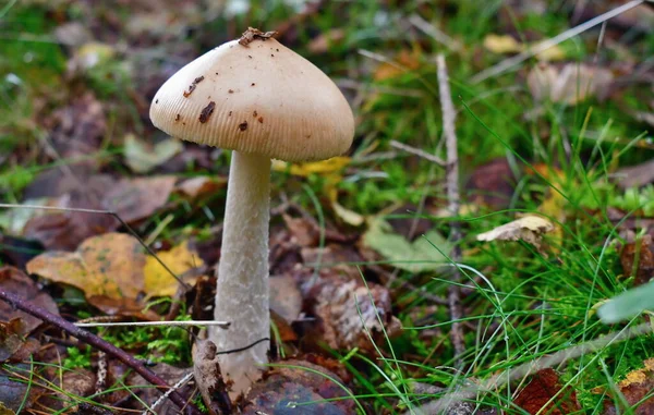 Blick Auf Herbstpilze Südböhmen Tschechien — Stockfoto