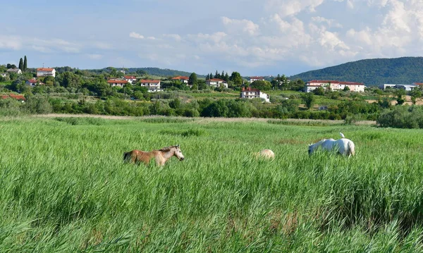 Dzikie Konie Kamar Rezerwacie Przyrody Skocjan Bay Koper Słowenia — Zdjęcie stockowe