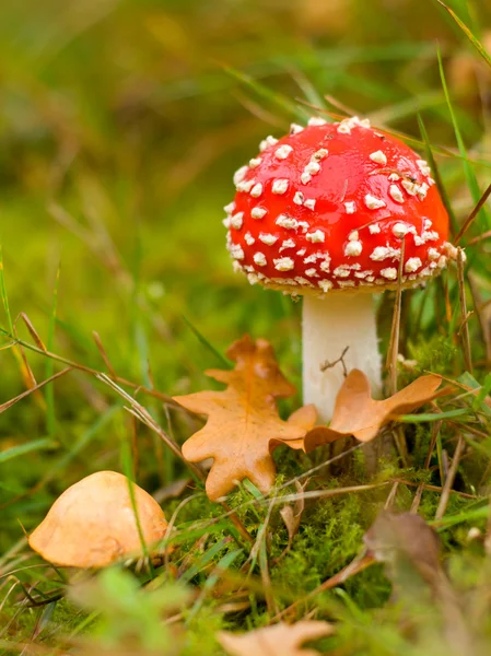 红色蘑菇飞木耳 免版税图库图片