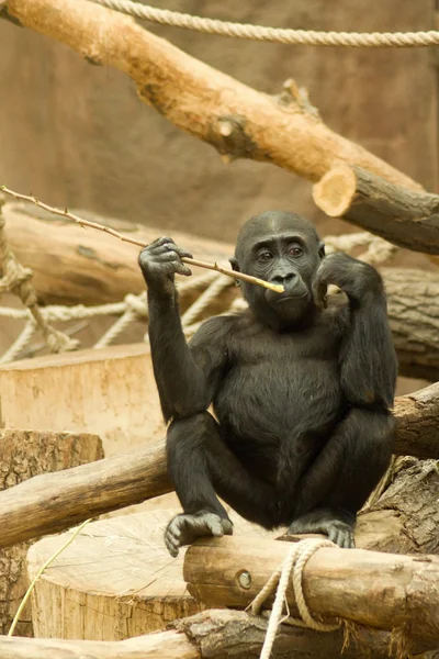 Gorilla im Prager Zoo — Stockfoto