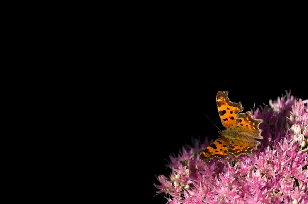 Kontekst motyla — Zdjęcie stockowe
