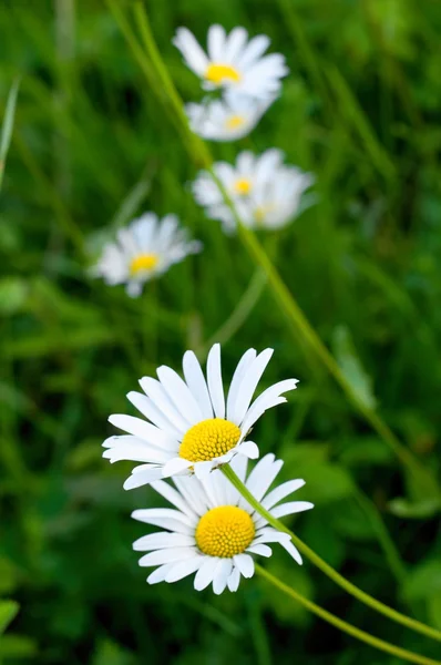 çayır papatyaları