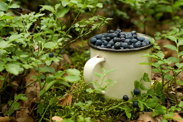 Bir fincanda yabanmersini