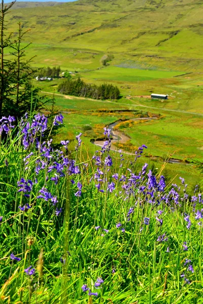 Frühling — Stockfoto