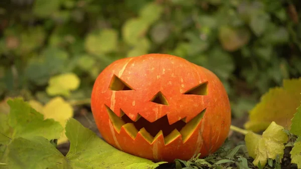 La calabaza de Halloween yace en el suelo en la naturaleza. Jack Lantern yace en el suelo en las vacaciones. — Foto de Stock