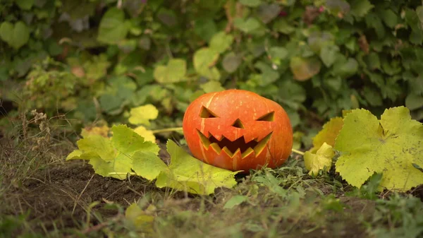 La calabaza de Halloween yace en el suelo en la naturaleza. Jack Lantern yace en el suelo en las vacaciones. — Foto de Stock