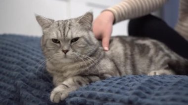 A young pregnant woman is stroking a cat closeup. A girl in a bedroom on a bed with a British cat.