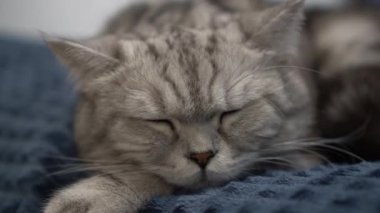 British gray cat sleeps on the bed in the bedroom. The domestic cat is resting closeup.
