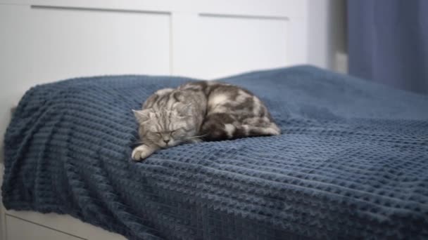 British gray cat sleeps on the bed in the bedroom. The domestic cat is resting. — 图库视频影像