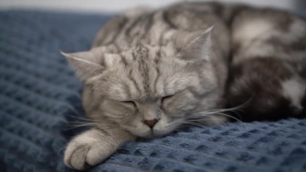 Kucing abu-abu Inggris tidur di ranjang di kamar tidur. Kucing domestik sedang beristirahat. Kamera bergerak menjauh dari kucing. — Stok Video